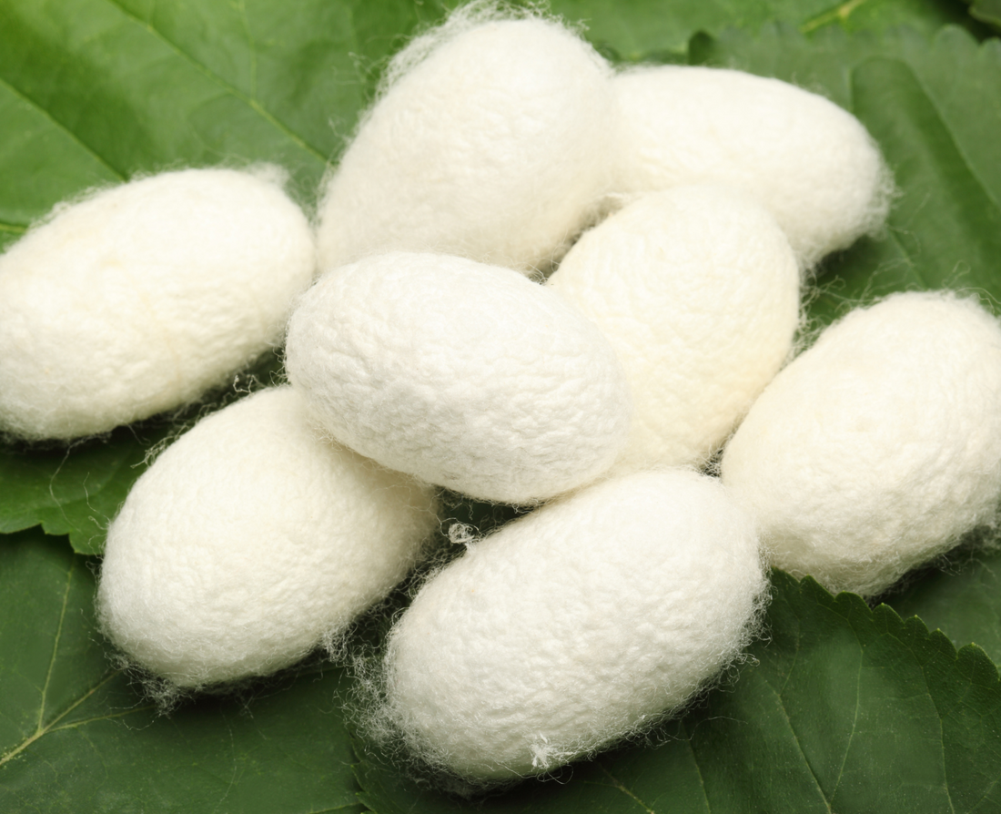 Cocoons of the silkworm (Bombyx mori Linnaeus), pictured on green leaves. Blog post about the origins and benefits of silk for hair and skin